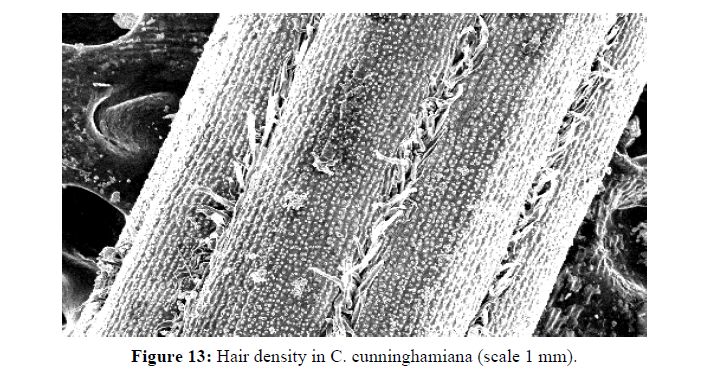 asian-plant-research-hair-density
