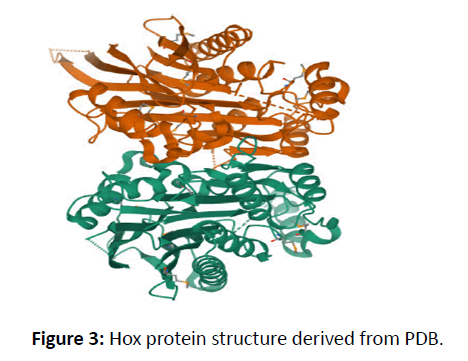 molecular-biology-protein