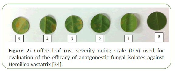 pathology-vastatrix