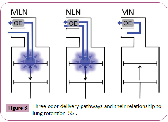 phytomedicine-clinical-therapeutics-lung-retention