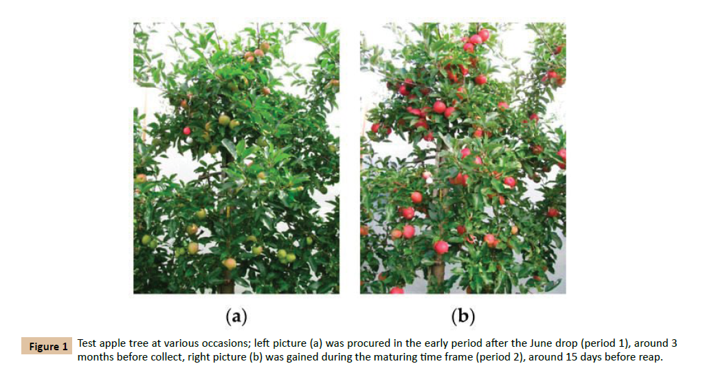 plant-sciences-agricultural-apple-tree