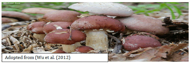 medical-mycology