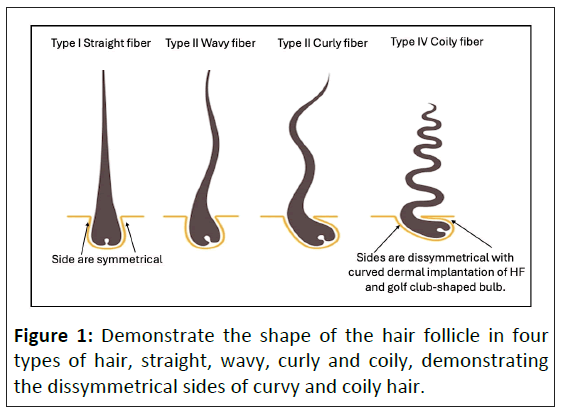 american-journal-hair-follicle