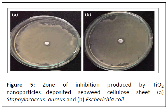 nano-research-Staphylococcus